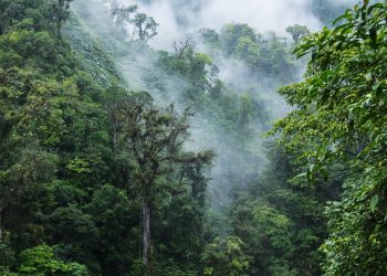 Bosques nubosos de Monteverde en Costa Rica.